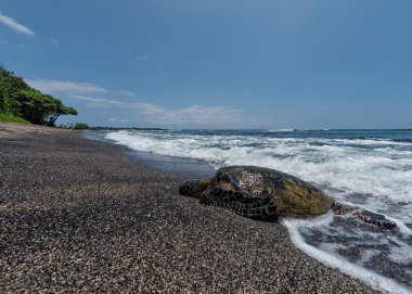 Yeşil Kaplumbağa Hawaii plajda