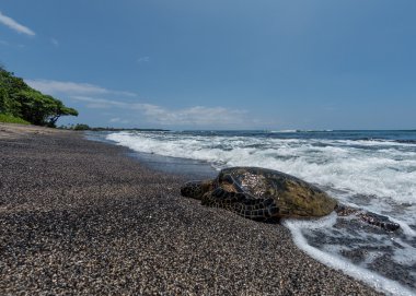 Green Turtle on the beach in Hawaii clipart