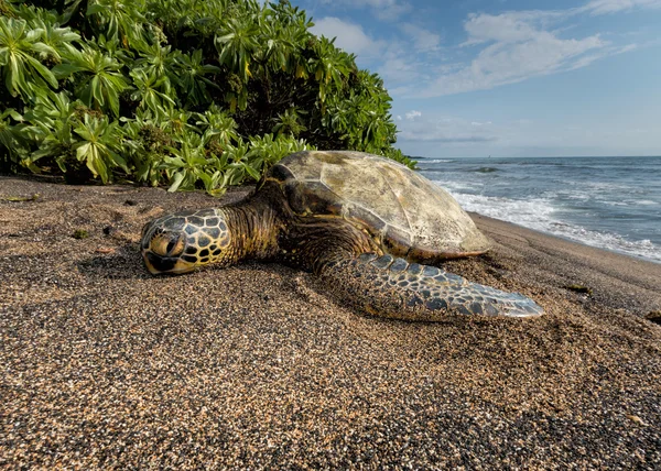 Grön havssköldpadda på stranden i Hawaii — Stockfoto