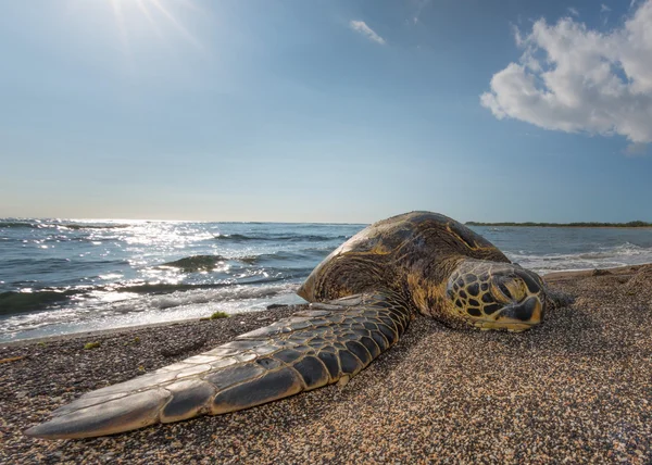 Zielony żółw na plaży na Hawajach — Zdjęcie stockowe