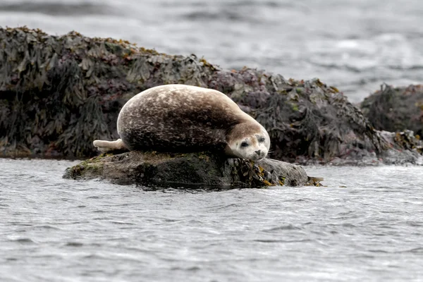 Robben entspannt auf einem Felsen in Island — Stockfoto