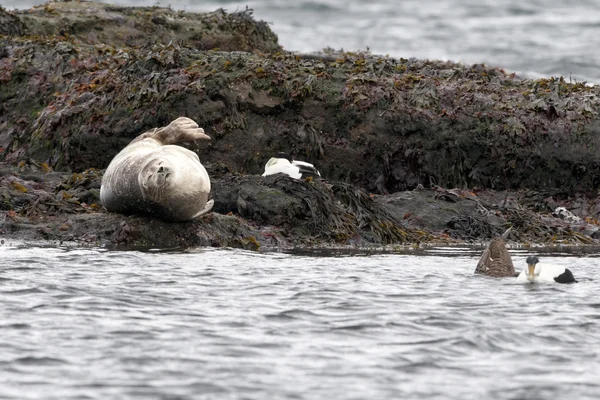 Foca relajante en una roca en Islandia —  Fotos de Stock