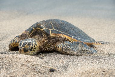 Yeşil Kaplumbağa Hawaii plajda