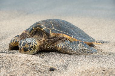 Green Turtle on the beach in Hawaii clipart
