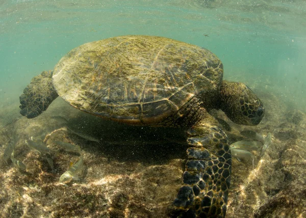 Зеленая черепаха под водой близко к берегу — стоковое фото