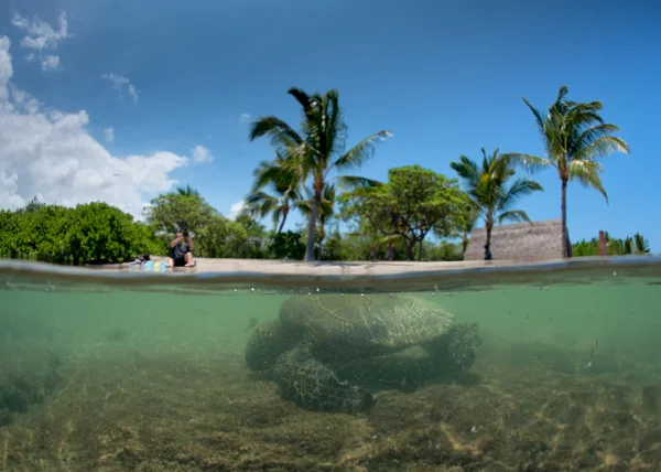 Green turtle underwater close up near the shore — Stock Photo, Image