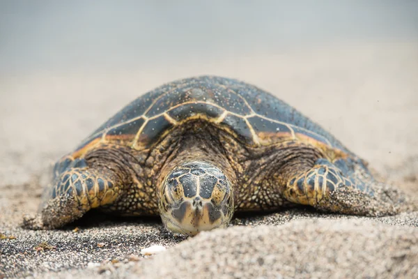 Zielony żółw na plaży na Hawajach — Zdjęcie stockowe