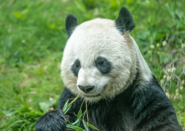 虽然吃竹子的大熊猫 — 图库照片