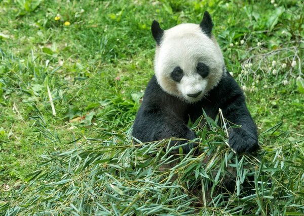 Giant panda jedząc bambusa — Zdjęcie stockowe