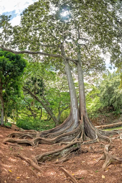 Dentro foresta pluviale tropicale in Hawaii serie di pirati di caraibici — Foto Stock