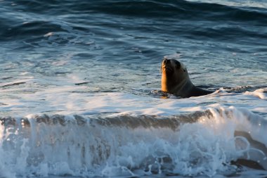 Patagonya deniz aslanı sahilde