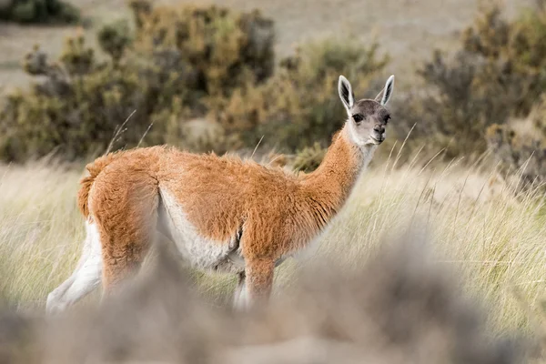 Guanako portrét v Patagonii v Argentině — Stock fotografie