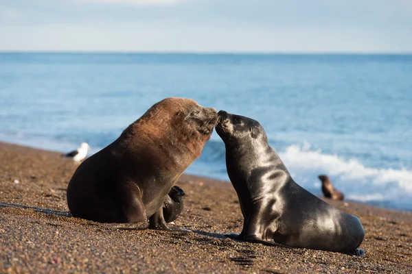 Patagônia leão marinho na praia — Fotografia de Stock