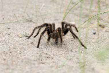 Tarantula örümceği kum zemin üzerine kapatın
