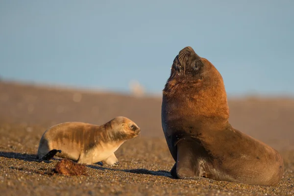 Lion de mer sur la plage en Patagonie — Photo