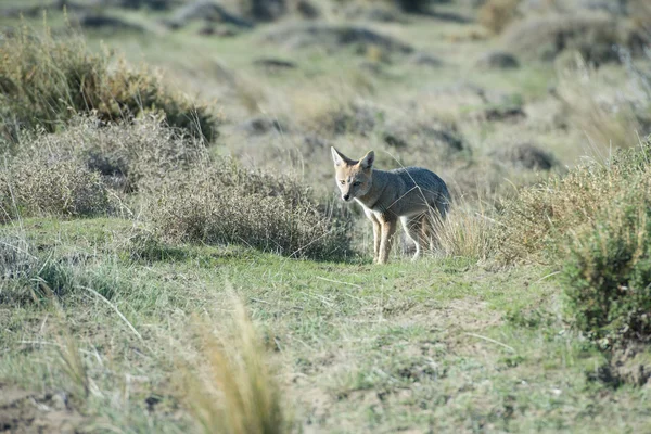 Grey fox hunting on the grass — Stock Photo, Image