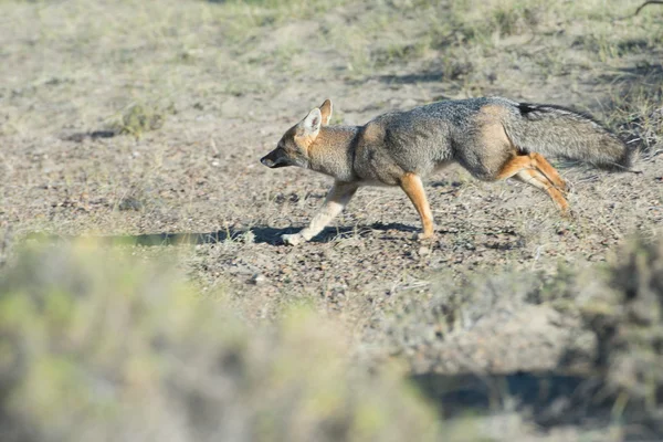 Grijze vos jacht op het gras — Stockfoto