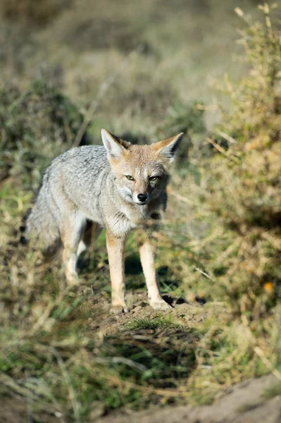 Caccia alla volpe grigia sull'erba — Foto Stock