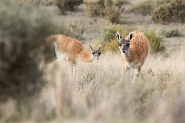 Guanako portrét v Patagonii v Argentině — Stock fotografie