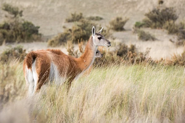 Portrait de guanaco en Argentine Patagonie — Photo