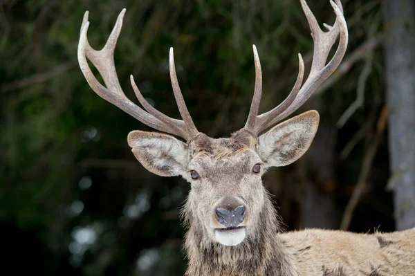 Cerf sur le fond d'herbe — Photo