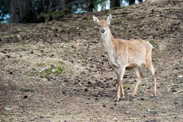 Cervo femmina sullo sfondo erba — Foto Stock