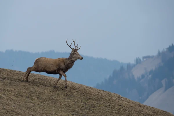 Cervo in esecuzione sullo sfondo erba — Foto Stock