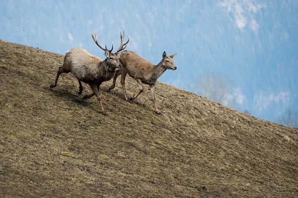 草のバック グラウンドで実行されている鹿 — ストック写真