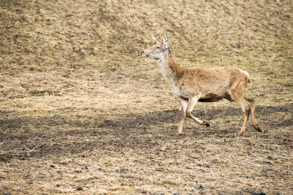 Female Deer on the grass background — Stock Photo, Image