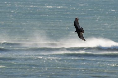 Atlantik Okyanusu dalgaları Patagonya '