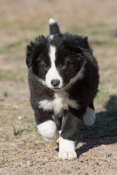 Border collie puppy dog portrait looking at you — Stock Photo, Image
