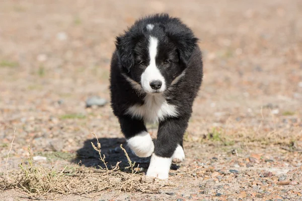 Border collie kiskutya kutya portré néz rád — Stock Fotó