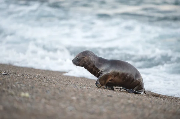 Puppy sea lion on the beach in Patagonia — Stock Photo, Image