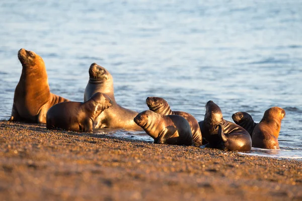 Sjölejon familjen på stranden i Patagonien — Stockfoto