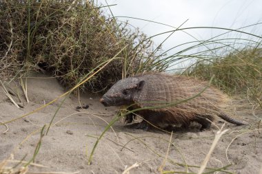 Sud Amerika armadillo portre kadar kapatın