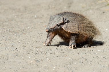 Sud Amerika armadillo portre kadar kapatın