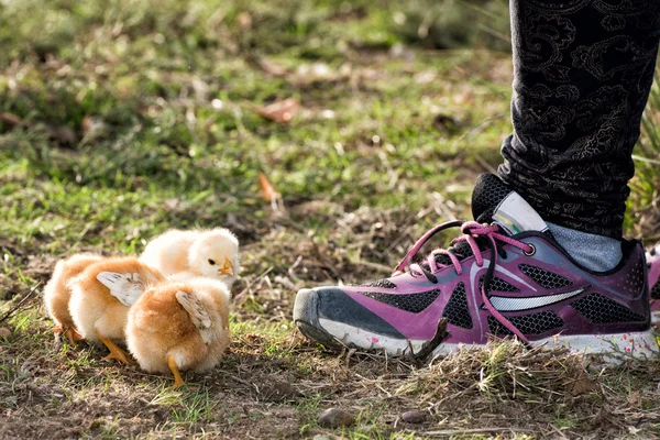 Pisklęta w farmie z dziewczyna buta — Zdjęcie stockowe