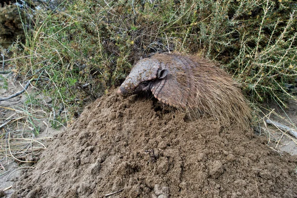 Sud America armadillo close up portrait — Stock Photo, Image