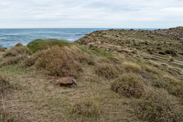 Armadillo Sud Αμερική κοντινό πλάνο πορτρέτο — Φωτογραφία Αρχείου