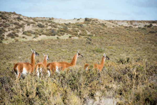 Retrato de guanaco en Argentina Patagonia — Foto de Stock