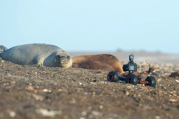 Drone terrestre com câmera enquanto fotografa o selo — Fotografia de Stock