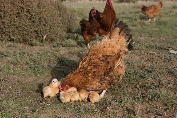 Brooding hen and chicks in a farm — Stock Image Brooding hen and chicks in a farm Stock Picture