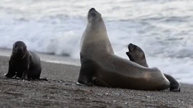 Sahilde deniz aslanı var.