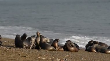 Sahilde deniz aslanı var.