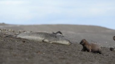 Sahilde deniz aslanı var.