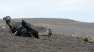 Sahilde deniz aslanı var.