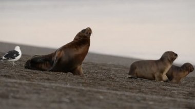 Sahilde deniz aslanı var.