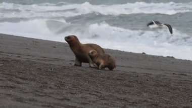 Sahilde deniz aslanı var.