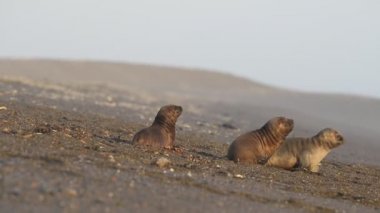 Sahilde deniz aslanı var.