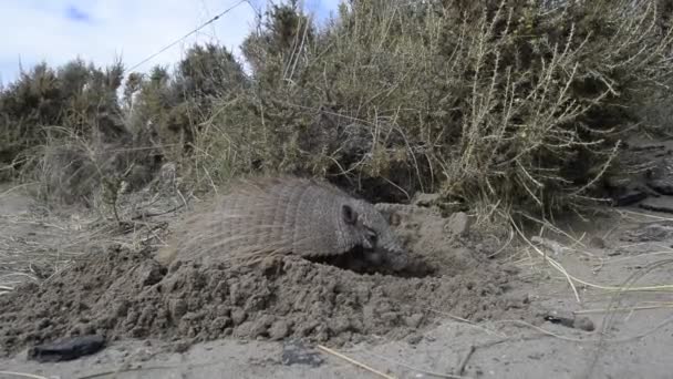 Armadillo close up portrait — Stock Video